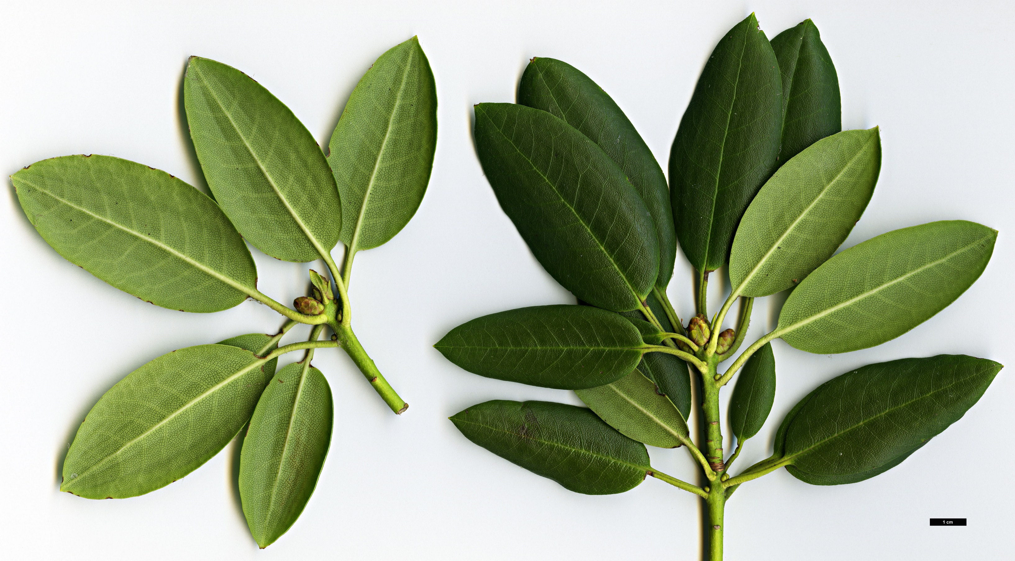 High resolution image: Family: Ericaceae - Genus: Rhododendron - Taxon: maculiferum - SpeciesSub: subsp. anhweiense